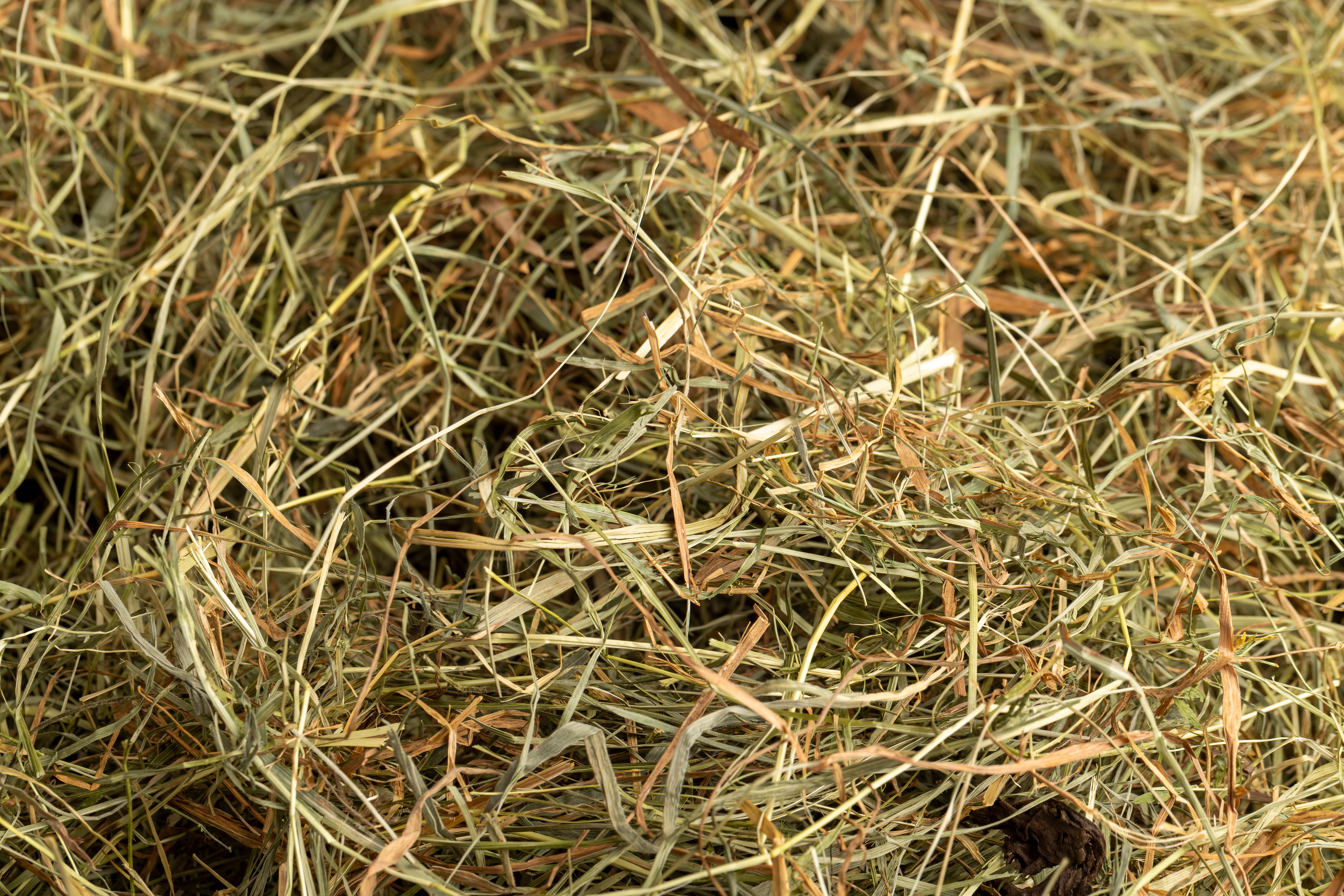 hay