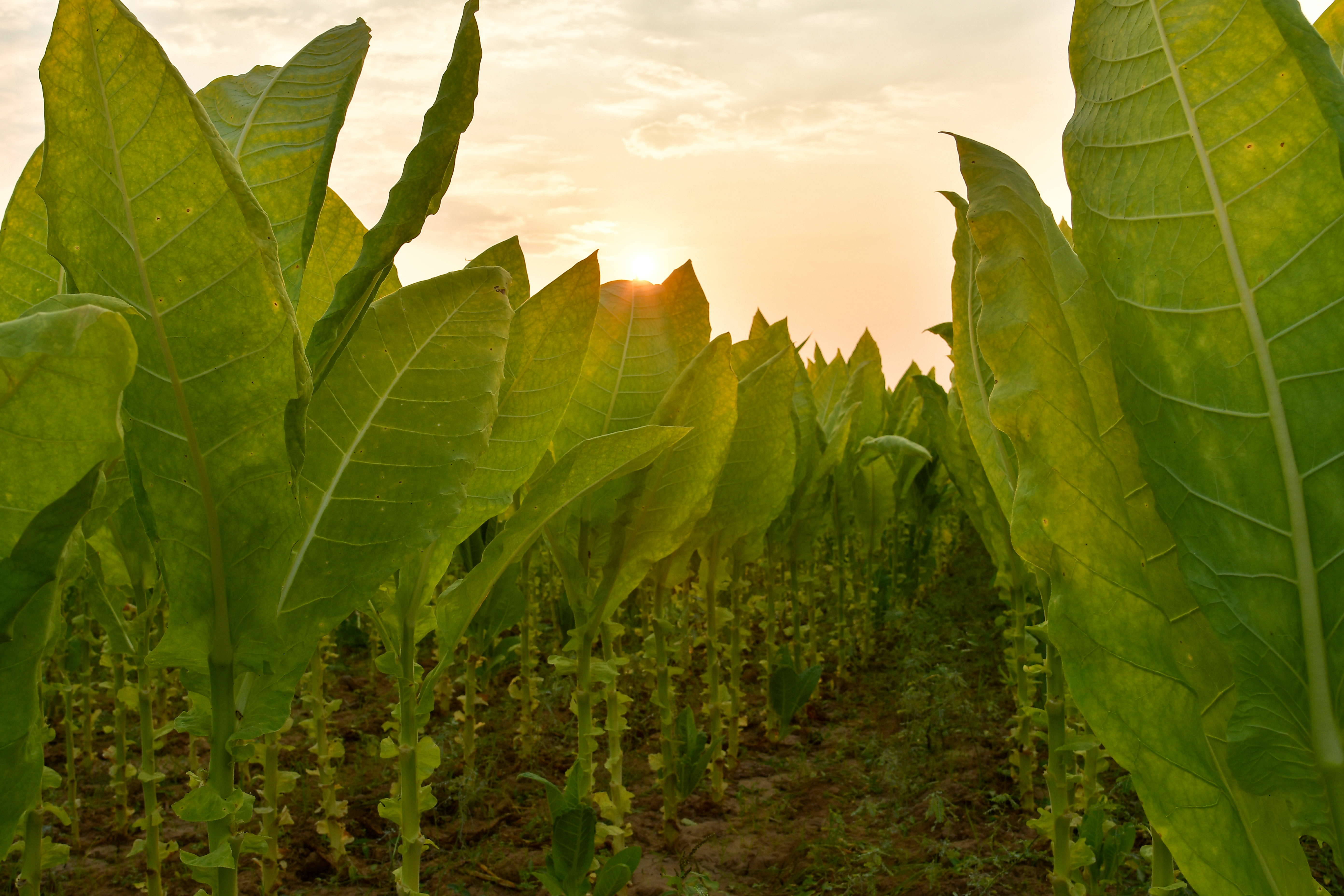 Tobacco plants