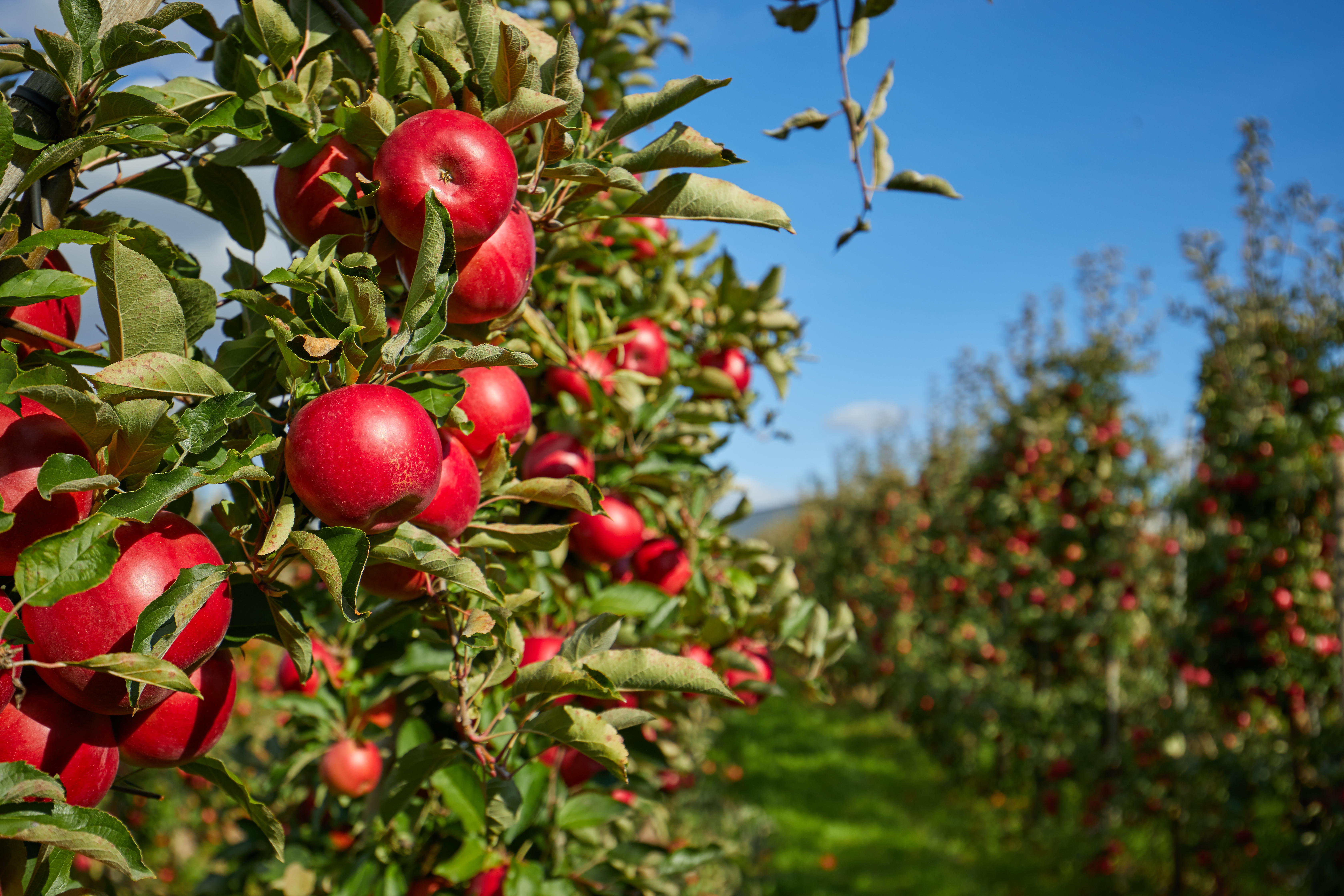 Apple trees