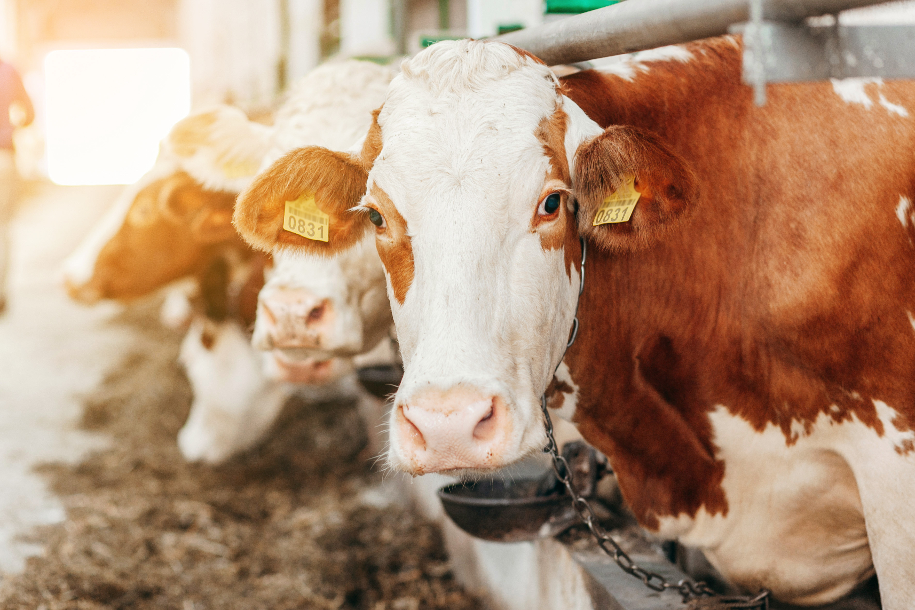 Cattle lined up eating