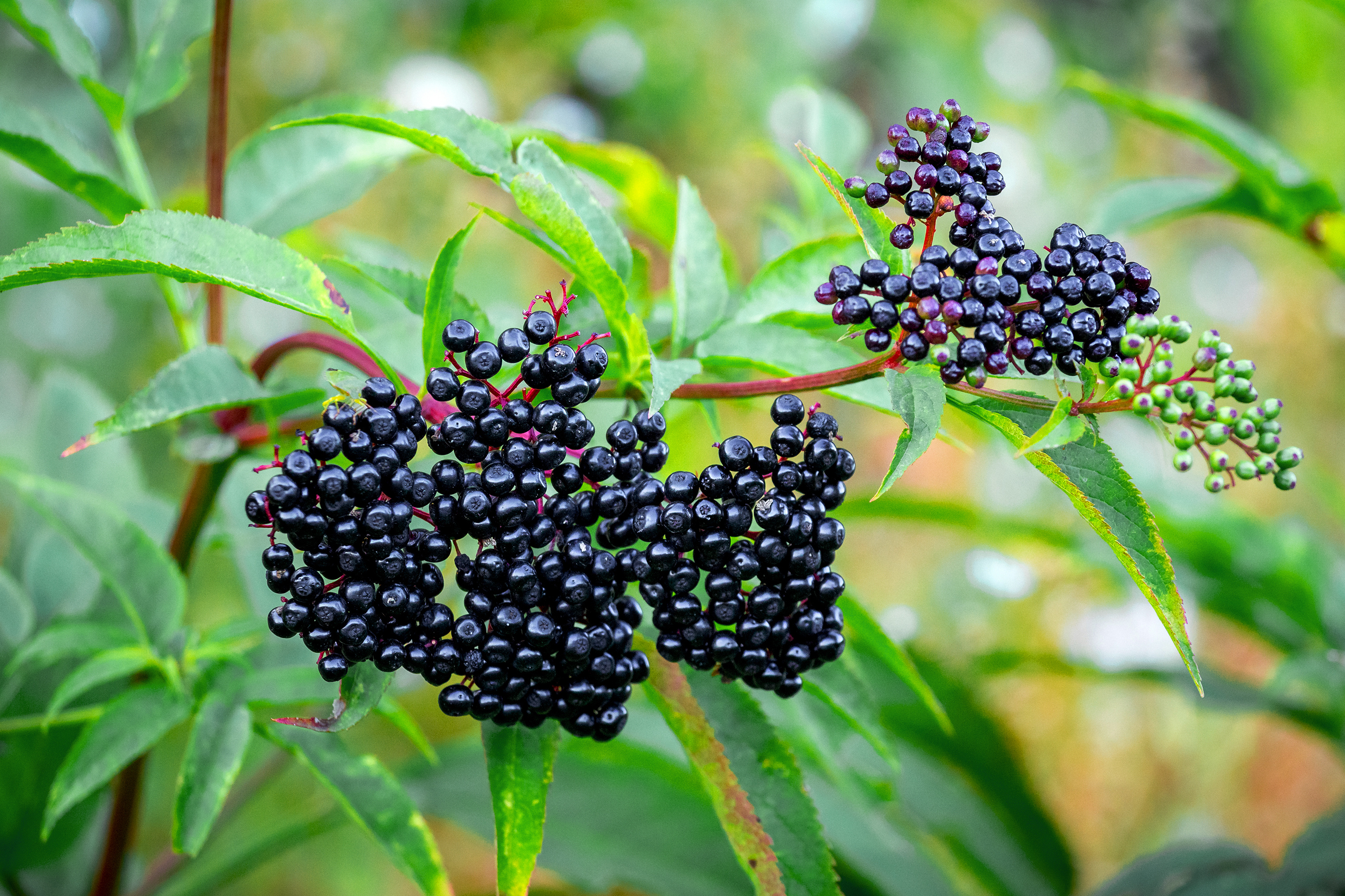 elderberries