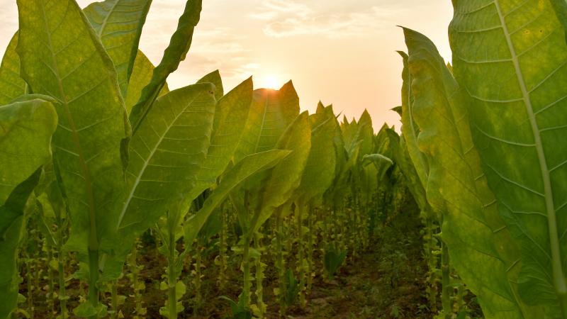 Tobacco plants