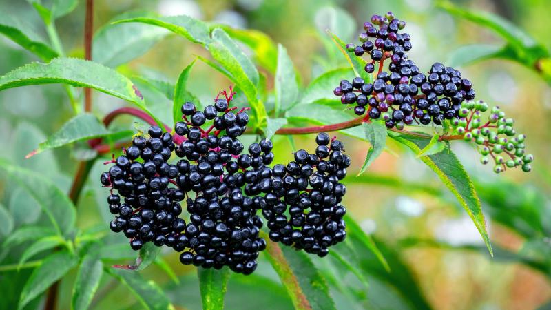 elderberries