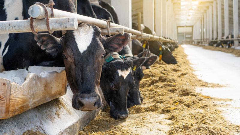 Cattle lined up eating