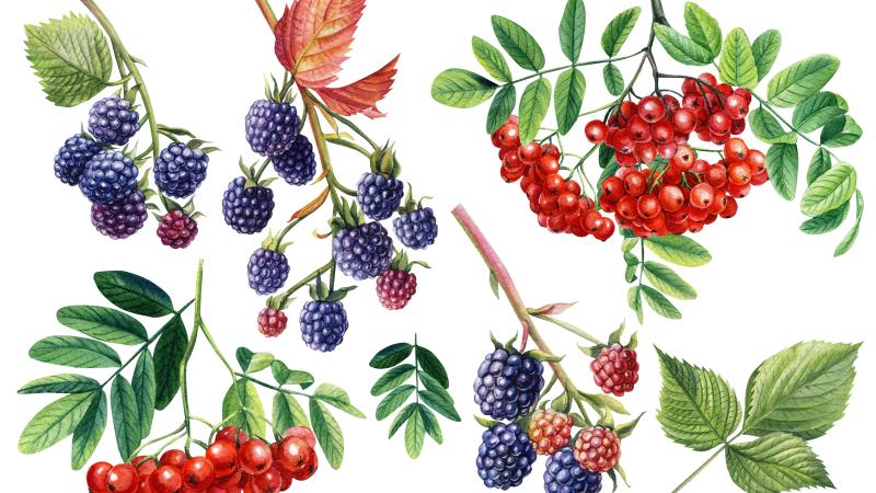 berries on vines